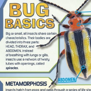 Smart Lab Robo Bug
